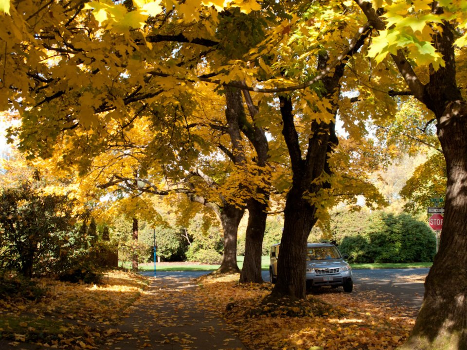 Portland'da Sonbahar